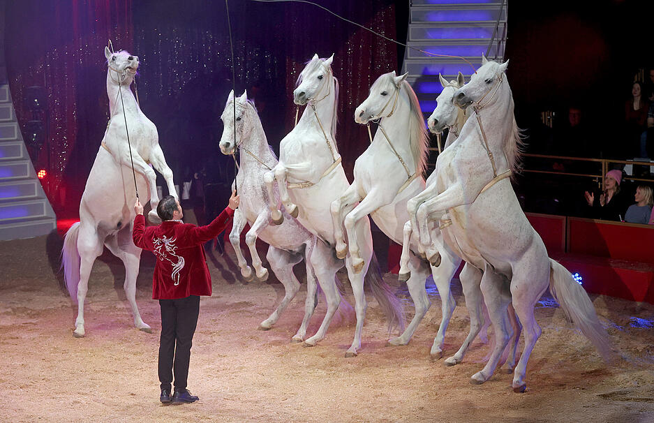 Auch eine Pferdshow steht beim Heilbronner Weihnachtszirkus auf dem Programm. Auch eine Pferdshow steht beim Heilbronner Weihnachtszirkus auf dem Programm.