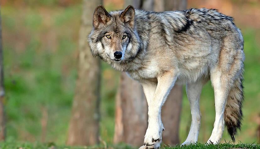 Rund 161 Wolfsrudel und 21 sesshafte Einzeltiere leben derzeit in Deutschland. Auch in Baden-Württemberg gab es immer wieder Sichtungen, nun auch von Welpen. Kann sich der Wolf auch in unserer Region ansiedeln? Rund 161 Wolfsrudel und 21 sesshafte Einzeltiere leben derzeit in Deutschland. Auch in Baden-Württemberg gab es immer wieder Sichtungen, nun auch von Welpen. Kann sich der Wolf auch in unserer Region ansiedeln?
