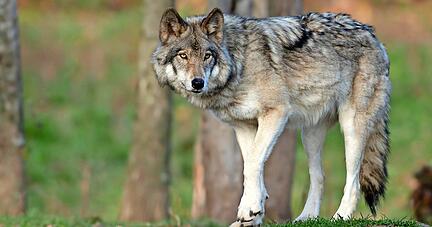 Rund 161 Wolfsrudel und 21 sesshafte Einzeltiere leben derzeit in Deutschland. Auch in Baden-Württemberg gab es immer wieder Sichtungen, nun auch von Welpen. Kann sich der Wolf auch in unserer Region ansiedeln? 
Foto: Jim Cumming/stock.adobe.com