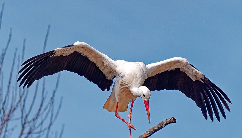 Dieser Storch in Cleebronn zeigt seine beeindruckende Flügelspannweite. Tanja Blind aus Bad Wimpfen dokumentiert so die Eleganz dieser Vögel. Dieser Storch in Cleebronn zeigt seine beeindruckende Flügelspannweite. Tanja Blind aus Bad Wimpfen dokumentiert so die Eleganz dieser Vögel.
