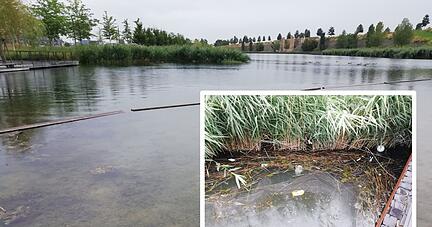 Flaschen, Zigarettenschachteln und anderer Unrat: Im Heilbronner Kalrssee schwimmt viel Müll.