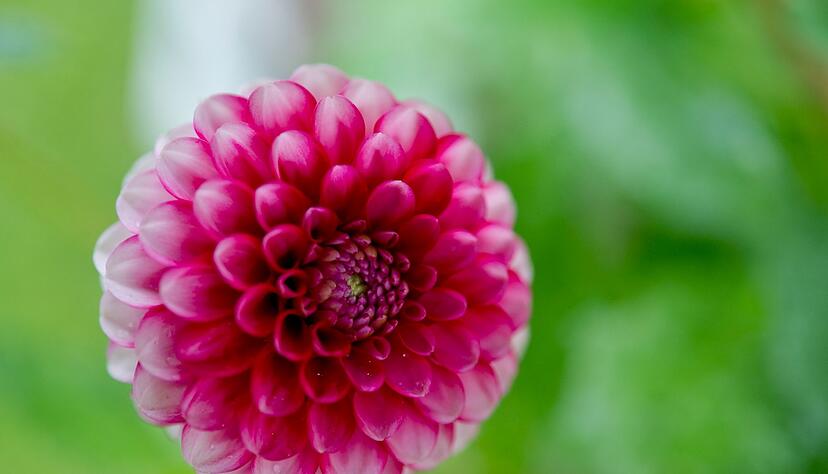 Dahlien erblühen den ganzen Sommer - und bis zum ersten Frost im Herbst. Dahlien erblühen den ganzen Sommer - und bis zum ersten Frost im Herbst.