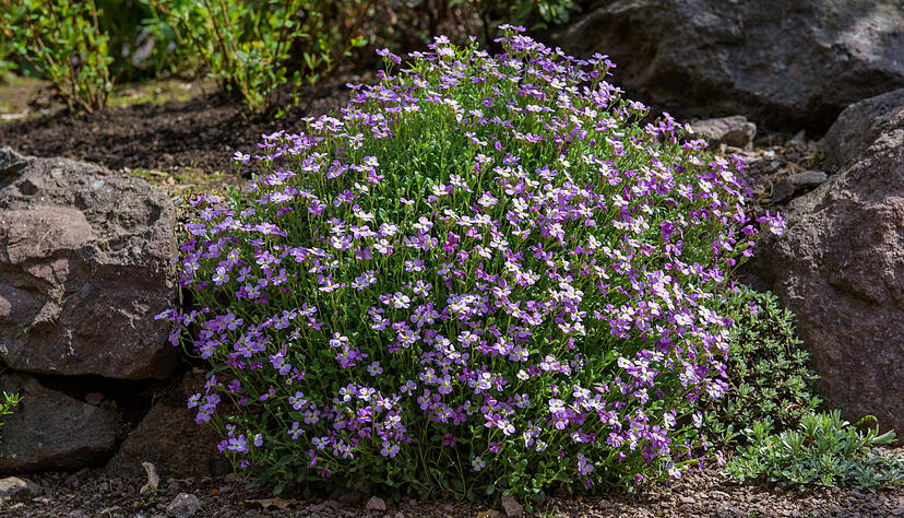 Unz&auml;hlige kleine Bl&uuml;ten bildet das Blaukissen aus. Foto: Candy Welz/dpa-tmn | Verwendung weltweit