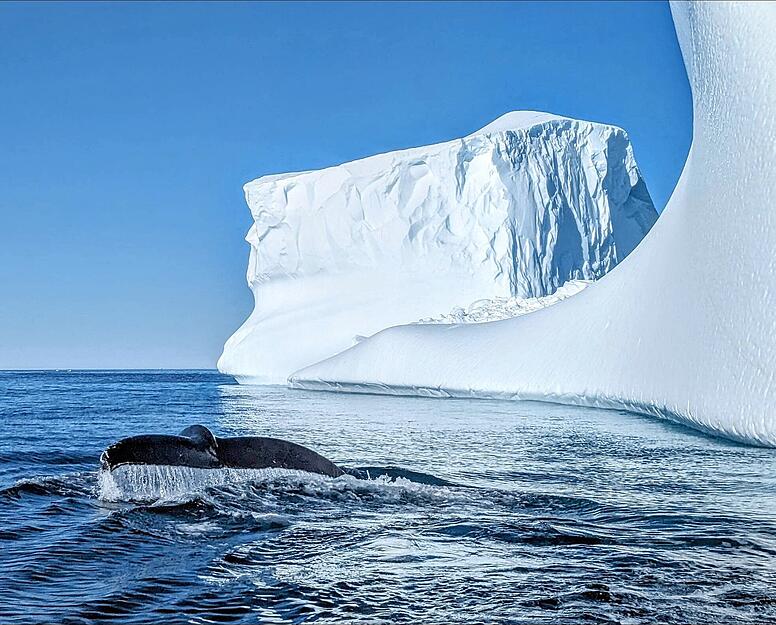 Einzigartige Landschaft: Eisberge und Wale begeistern Amelie K&uuml;hne.