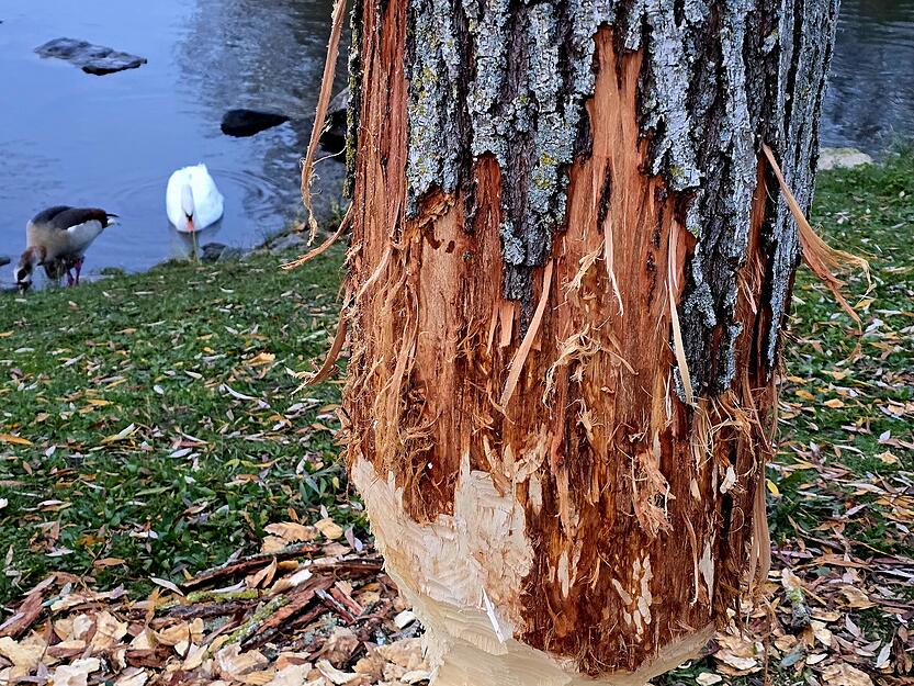 Auch vor dicken Rinden machen die Nagetiere keinen Halt.