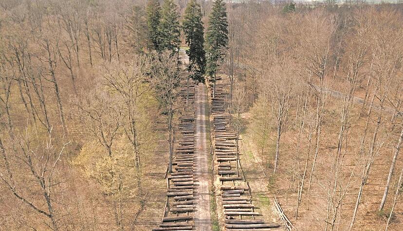 Die schönsten Stämme aus dem Hohenlohekreis liegen im Klosterwald Schöntal − sie wurden bei der Submission Merchingen im Jahr 2022 versteigert. Die schönsten Stämme aus dem Hohenlohekreis liegen im Klosterwald Schöntal − sie wurden bei der Submission Merchingen im Jahr 2022 versteigert.