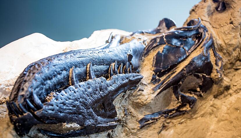 Bisher galten Fossilien von Nanotyrannus lancensis vielen Wissenschaftlern als eine jugendliche Form des T-Rex. Bisher galten Fossilien von Nanotyrannus lancensis vielen Wissenschaftlern als eine jugendliche Form des T-Rex.