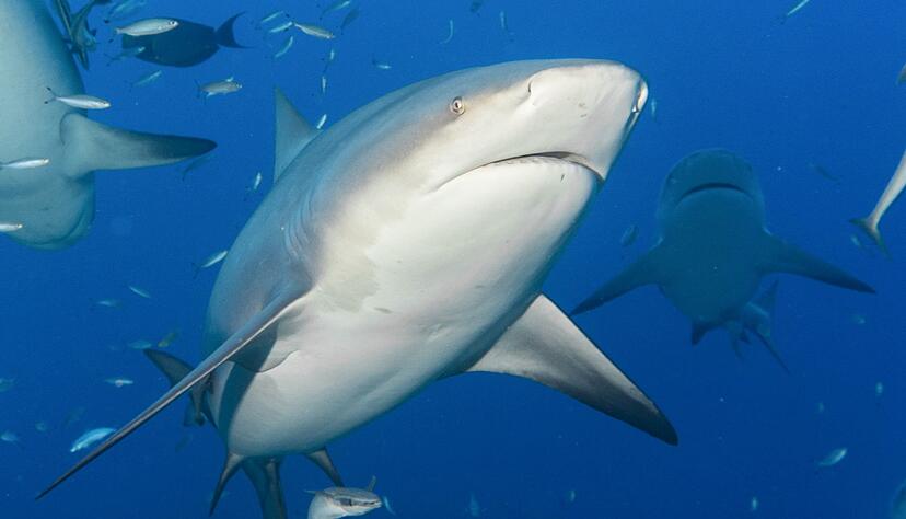 Bullenhaie gelten als extrem aggressiv. (Archivbild)