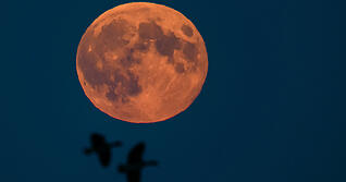 Der Vollmond leuchtet am Nachthimmel, während Wildgänse vorbeifliegen. Als Supermond wird der Mond bezeichnet, wenn der Vollmond besonders groß erscheint. (Symbolbild)