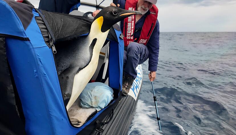 Der Kaiserpinguin ist zur Freude seiner Betreuer wieder in Freiheit (Handout). Der Kaiserpinguin ist zur Freude seiner Betreuer wieder in Freiheit (Handout).