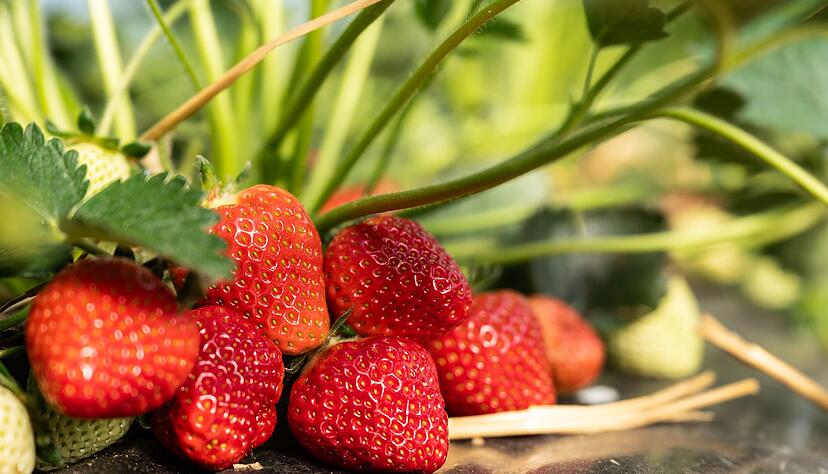 Die Preise lasssen sich noch nicht sicher absch&auml;tzen.