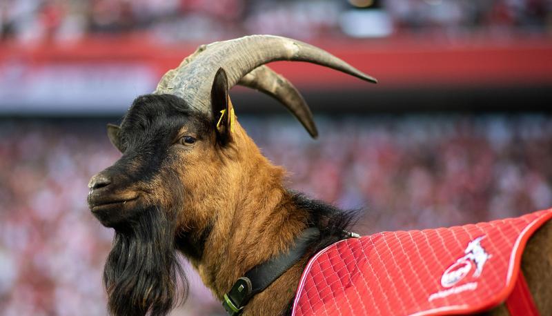 Maskottchen Hennes vom 1. FC Köln dürfte das bekannteste der Fußball-Bundesliga sein. Foto: Archiv/dpa Maskottchen Hennes vom 1. FC Köln dürfte das bekannteste der Fußball-Bundesliga sein. Foto: Archiv/dpa