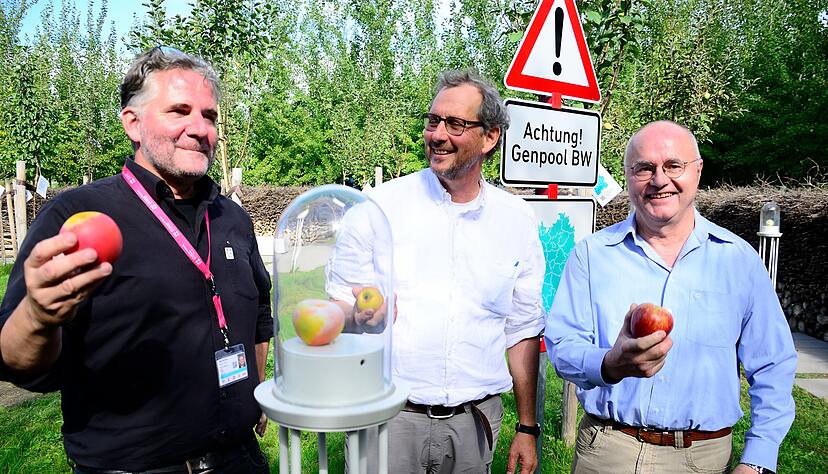 Jürgen Gunkel (von rechts) und Jürgen Hetzler mit zwei Exemplaren alter Apfelsorten. Oliver Toellner hat ein Exemplar aus dem 3D-Drucker dabei.
Foto: Christian Gleichauf Jürgen Gunkel (von rechts) und Jürgen Hetzler mit zwei Exemplaren alter Apfelsorten. Oliver Toellner hat ein Exemplar aus dem 3D-Drucker dabei.
Foto: Christian Gleichauf
