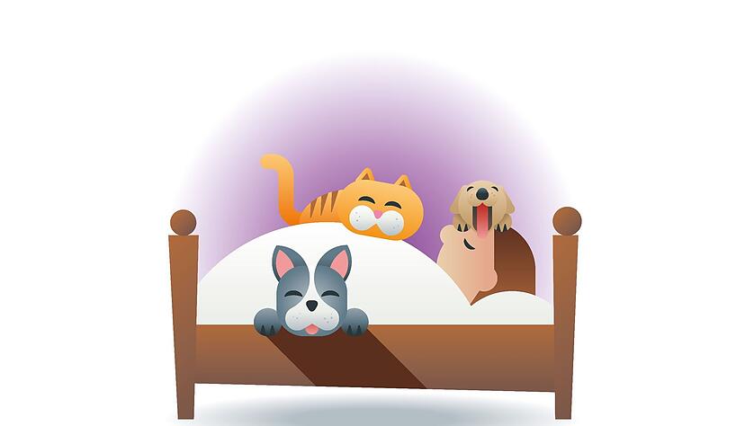 Bei wem der geliebte Hund oder die Kuschelkatze mit im Bett schlafen darf, sollte auf Hygiene achten. Dazu zählt, die Tiere regelmäßig auf Flöhe und Zecken zu untersuchen sowie gegen Parasiten zu behandeln.