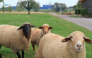Kupferzeller Symbolcharakter: Landwirtschaftliche Prägung in Form dieser Westernacher Schafe gepaart mit Hightech-Industrie im Gewerbepark. Kupferzeller Symbolcharakter: Landwirtschaftliche Prägung in Form dieser Westernacher Schafe gepaart mit Hightech-Industrie im Gewerbepark.