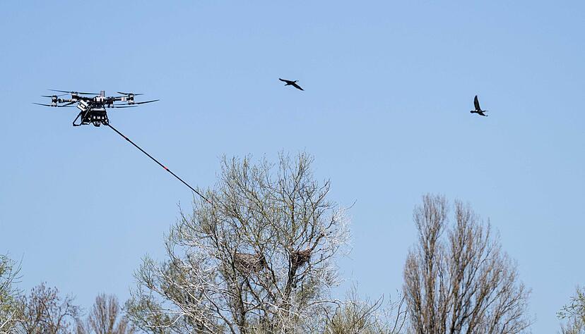Die Drohne steuerte vier Nester an.