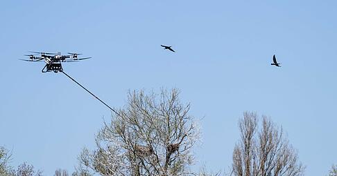 Die Drohne steuerte vier Nester an.