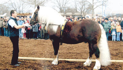 Schwarzwälder Kaltbluthengste wie Bundessieger Mönchberg sind eine Augenweide. Sie begeisterten gestern Züchter wie Pferdefreunde gleichermaßen.
Fotos: B. Henke Schwarzwälder Kaltbluthengste wie Bundessieger Mönchberg sind eine Augenweide. Sie begeisterten gestern Züchter wie Pferdefreunde gleichermaßen.
Fotos: B. Henke