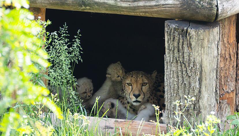 Knuffige Raubkatzen: Die Wilhelma hat Geparden-Nachwuchs. Knuffige Raubkatzen: Die Wilhelma hat Geparden-Nachwuchs.