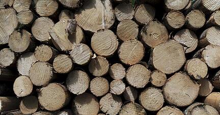 Holz soll nicht mehr zentral vom Land vermarktet werden. Foto: T. Hase/Archiv