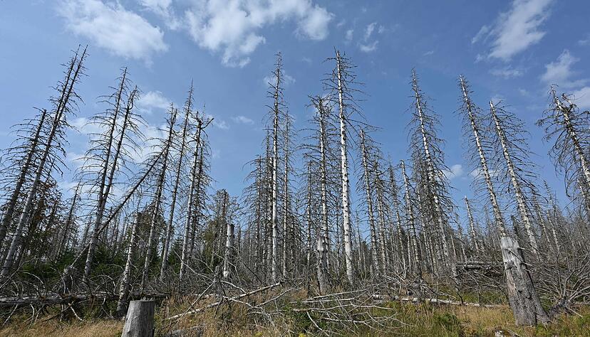 Eine Wanderung durch den Harz bedeutet heute immer auch: Man bekommt sehr viele tote B&auml;ume zu Gesicht, wie auch auf der Aufnahme aus diesem Jahr zu sehen ist.