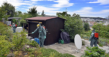 In der Nähe von Zürich hat ein dringender Pestizid-Einsatz gegen den Japankäfer begonnen. Die Käfer können Obstplantagen, Weinberge, Wälder, Grünanlagen und Gärten kahlfressen. In der Nähe von Zürich hat ein dringender Pestizid-Einsatz gegen den Japankäfer begonnen. Die Käfer können Obstplantagen, Weinberge, Wälder, Grünanlagen und Gärten kahlfressen.