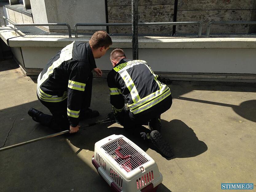 Feuerwehr rettet Entenfamilie | 02.07.