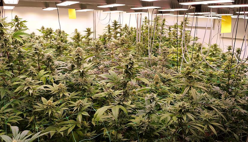 68 Anträge auf Genehmigung von Anbau-Clubs für Cannabis wurden im Südwesten eingereicht – die ersten sind nun bewilligt. (Symbolbild)