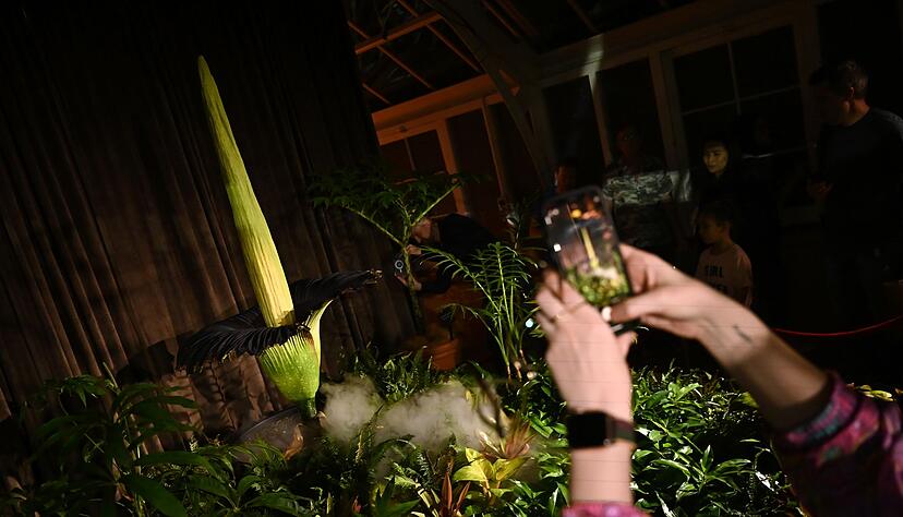 Wer es nicht in das Gew&auml;chshaus schaffte, konnte die Bl&uuml;te im Livestream verfolgen.