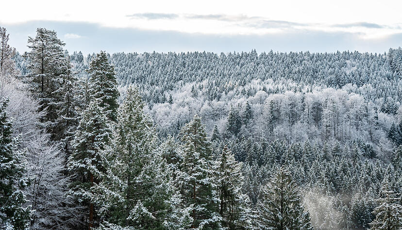 Schnee liegt auf Bäumen in einem Waldstück bei Rottweil. In der Nacht hat es in Baden-Württemberg vielerorts geschneit.
