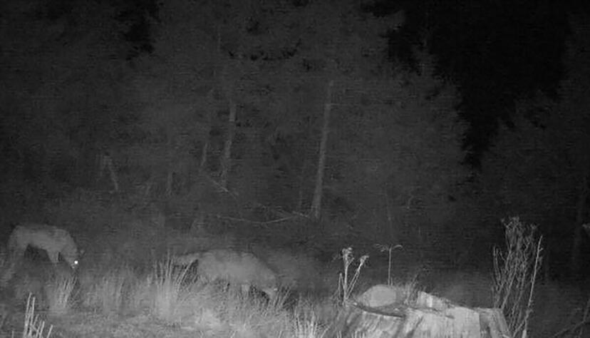 Nach einem ungew&ouml;hnlichen Foto der Wildkamera h&auml;lt ein Experte auch ein Rudel in Baden-W&uuml;rttemberg f&uuml;r wahrscheinlicher.