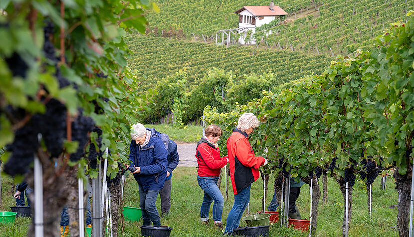 Traubenlese am Neckarsulmer Scheuerberg.