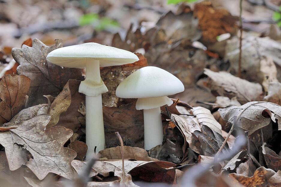 Der Kegelh&uuml;tige Knollenbl&auml;tterpilz lebt vorwiegend in h&ouml;her gelegenen, sauren Nadelw&auml;ldern und ist t&ouml;dlich giftig. Wie sein Name bereits verr&auml;t, besitzt er einen wei&szlig;en, kegelf&ouml;rmigen Fruchtk&ouml;rper, der im Alter flacher wird. Eine Vergiftung verl&auml;uft &auml;hnlich wie beim Gr&uuml;nen Knollenbl&auml;tterpilz. Achtung: Beide Arten k&ouml;nnen mit Champignons verwechselt werden.