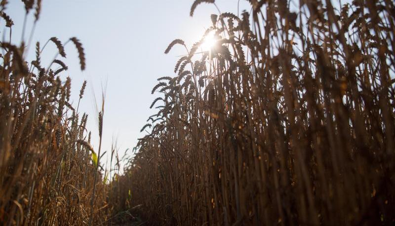 Die Hitze ist weg, die Dürre bleibt. Foto: dpa