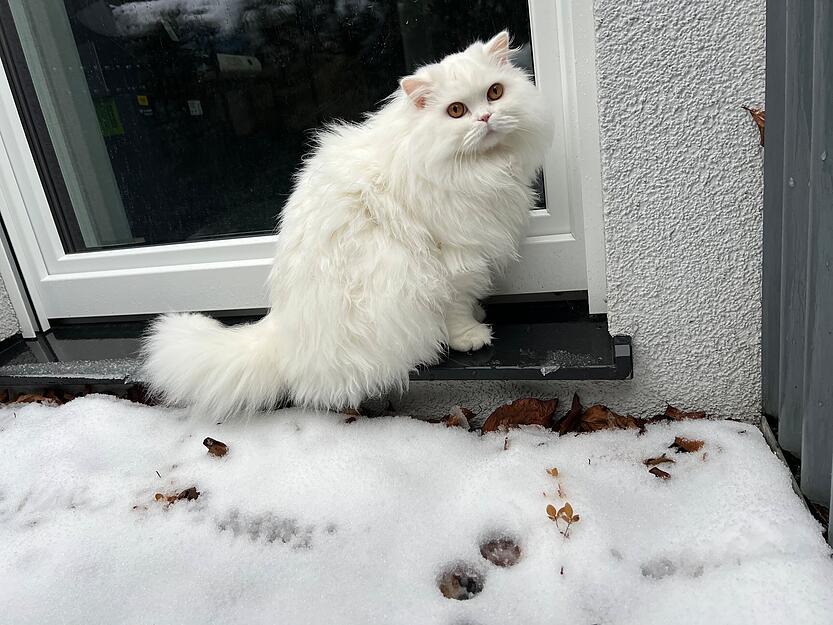 "Wollen wir nicht lieber reingehen", scheint die Katze zu fragen. In der Nacht auf Sonntag hat es in Roigheim geschneit.
