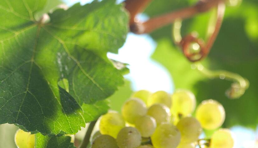 Der spät reifende Riesling gedeiht in nördlichen Gebieten wegen großer Tag-Nacht-Temperatur-Unterschiede ideal. Je nach Lesezeitpunkt hat er grüne bis hellgelbe, relativ kleine Beeren, die wegen des meist hohen Säuregehalts nicht zum Naschen animieren. Dafür schmecken die
besten Riesling-Weine traumhaft. Hierzulande gilt die Sorte als Königin der weißen Rebsorten, weltweit als Aushängeschild der deutschen Winzer. 

Die Vielfalt ist je nach Lage, Region, Boden und Lesezeitpunkt enorm: vom leichten Sommerwein über gereifte Speisenbegleiter bis zum süßen Desserttropfen. Viele sehen im feinen Rheingau-Riesling das Ideal, deshalb haben es die etwas volleren Württemberger mitunter etwas schwer.