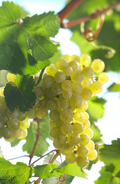 Der spät reifende Riesling gedeiht in nördlichen Gebieten wegen großer Tag-Nacht-Temperatur-Unterschiede ideal. Je nach Lesezeitpunkt hat er grüne bis hellgelbe, relativ kleine Beeren, die wegen des meist hohen Säuregehalts nicht zum Naschen animieren. Dafür schmecken die
besten Riesling-Weine traumhaft. Hierzulande gilt die Sorte als Königin der weißen Rebsorten, weltweit als Aushängeschild der deutschen Winzer. 

Die Vielfalt ist je nach Lage, Region, Boden und Lesezeitpunkt enorm: vom leichten Sommerwein über gereifte Speisenbegleiter bis zum süßen Desserttropfen. Viele sehen im feinen Rheingau-Riesling das Ideal, deshalb haben es die etwas volleren Württemberger mitunter etwas schwer.