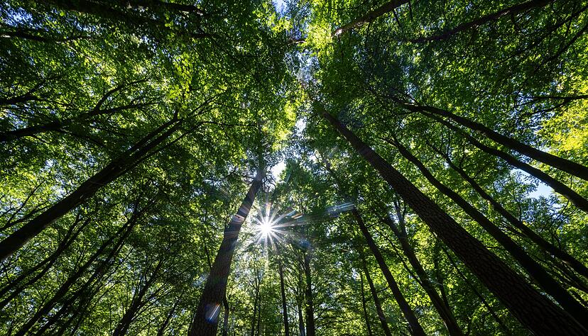 In einem Mischwald kommen mehrere Baumarten gemeinsam vor. (Archivfoto)