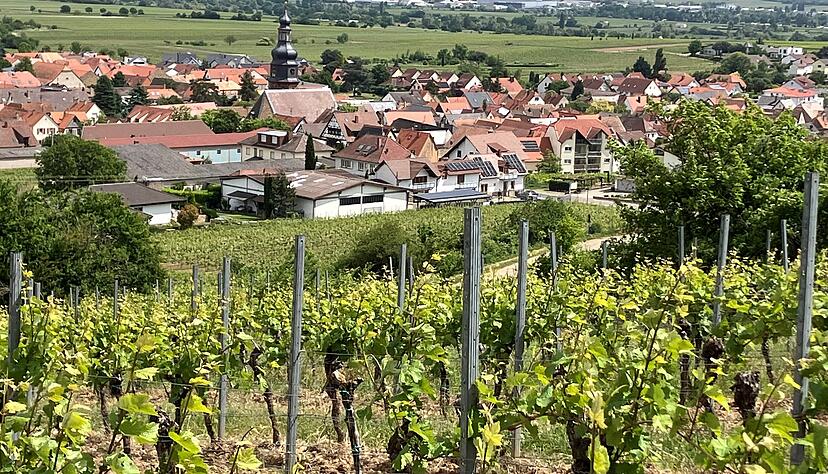 Seit bekannt wurde, dass die Vorfahren des US-Pr&auml;sidenten Donald Trump aus Kallstadt stammen, interessieren sich immer mehr Medien f&uuml;r das Dorf an der Weinstra&szlig;e.