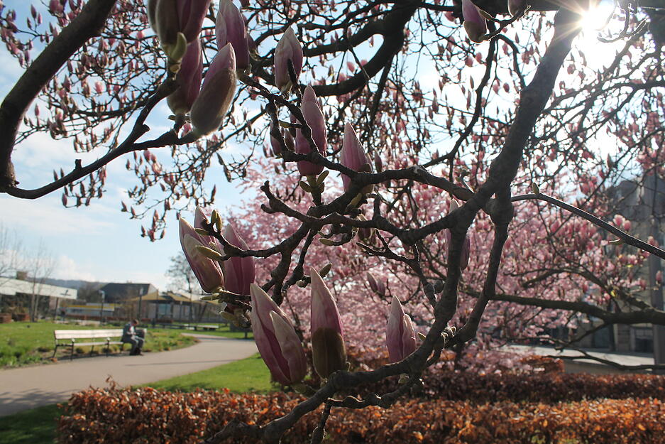 Am Konzertzentrum Harmonie in Heilbronn bl&uuml;hen die Magnolien ebenfalls.