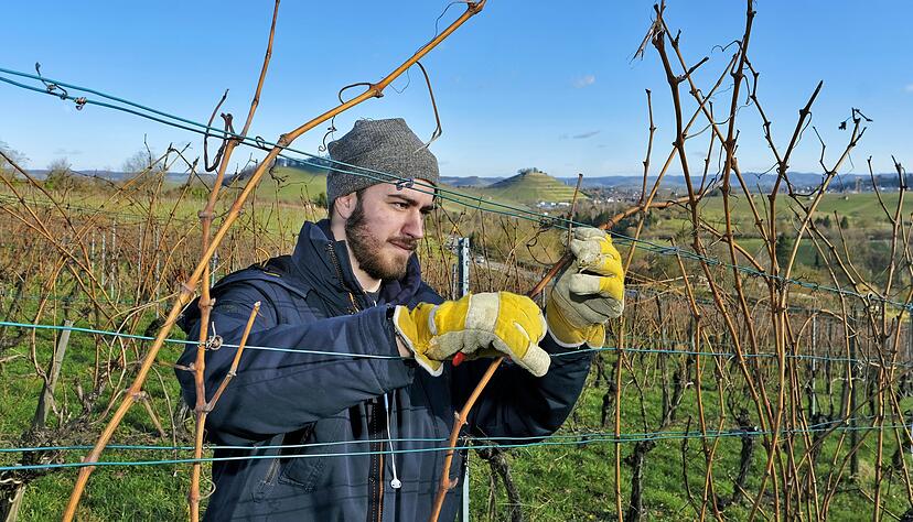 Sorten wechseln mit dem Wetter: Weingärtner müssen sich auf den Klimawandel einstellen. Sorten wechseln mit dem Wetter: Weingärtner müssen sich auf den Klimawandel einstellen.