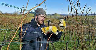 Sorten wechseln mit dem Wetter: Weingärtner müssen sich auf den Klimawandel einstellen. Sorten wechseln mit dem Wetter: Weingärtner müssen sich auf den Klimawandel einstellen.