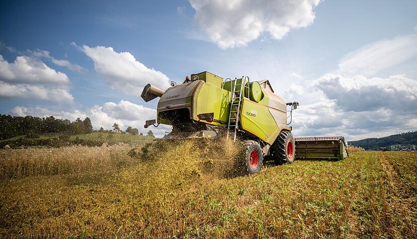 Ein Landwirt fährt bei der Getreideernte mit seinem Mähdrescher über ein Haferfeld.