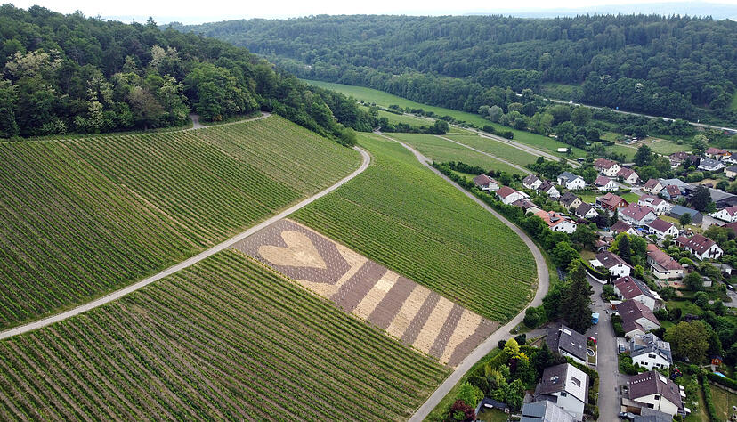 Herzallerliebst! Dieses Kunstwerk aus Stroh in einem neu angelegten Weinberg in Weinsberg-Wimmental ist ein echter Hingucker. Herzallerliebst! Dieses Kunstwerk aus Stroh in einem neu angelegten Weinberg in Weinsberg-Wimmental ist ein echter Hingucker.