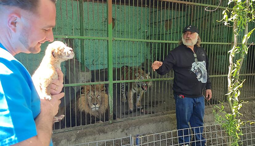Tierarzt Gabriel Gaspar (l) mit dem Liger-Baby und Zoo-Besitzer Dorin Soimaru stehen vor dem Käfig, in dem die Eltern des Ligers, der Löwe und die Tiger-Dame zu sehen sind. Tierarzt Gabriel Gaspar (l) mit dem Liger-Baby und Zoo-Besitzer Dorin Soimaru stehen vor dem Käfig, in dem die Eltern des Ligers, der Löwe und die Tiger-Dame zu sehen sind.