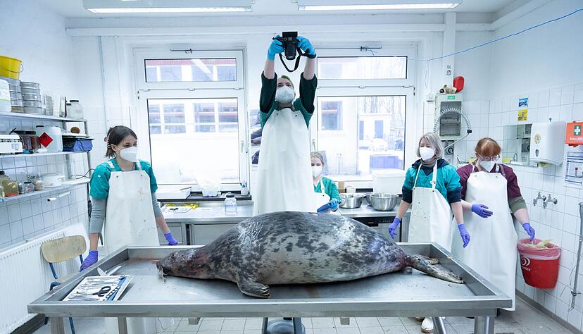 Das Robbensterben im vergangenen Herbst gibt weiter R&auml;tsel auf. (Archivbild)