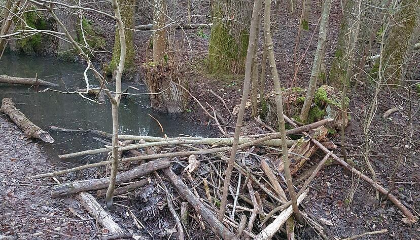 Ein klassischer Biberdamm: Im Naturschutzgebiet Köpfertal in Heilbronn waren Biber am Werk. Das Foto stammt von Dezember 2025. Für den Stadtkreis geht die Naturschutzbehörde aktuell von vier gesicherten Biberrevieren aus. Ein klassischer Biberdamm: Im Naturschutzgebiet Köpfertal in Heilbronn waren Biber am Werk. Das Foto stammt von Dezember 2025. Für den Stadtkreis geht die Naturschutzbehörde aktuell von vier gesicherten Biberrevieren aus.