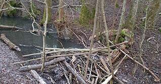 Ein klassischer Biberdamm: Im Naturschutzgebiet K&ouml;pfertal in Heilbronn waren Biber am Werk. Das Foto stammt von Dezember 2025. F&uuml;r den Stadtkreis geht die Naturschutzbeh&ouml;rde aktuell von vier gesicherten Biberrevieren aus.