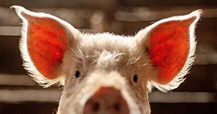 Für Schweine sollen sich die Haltungsbedingungen in Deutschland bessern. Lidl macht beim Thema Tierwohl Druck.
Foto: dpa
