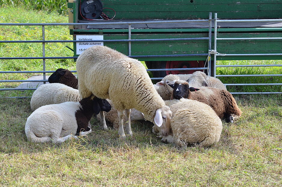 Besucher des 23. Schafwollfestivals können die flauschigen Vierbeiner vor Ort in Gronau begutachten.